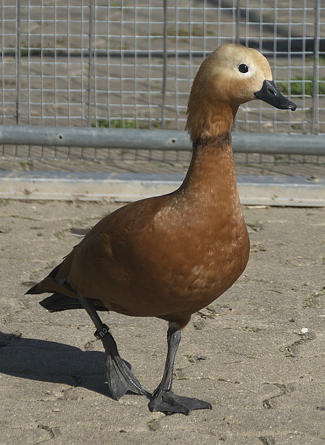 进坎塞洛